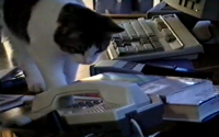 video: Cat answers office phone